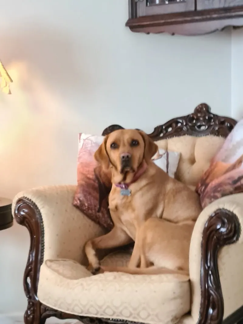 Ashingdon Heights Boarding Kennels