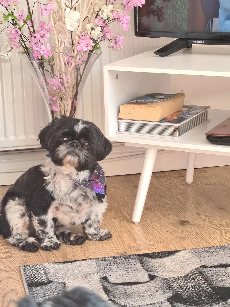 Heath Lodge Boarding Kennels