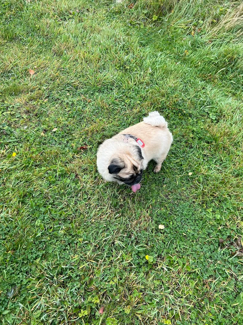 Aunt Sals Dog Boarding