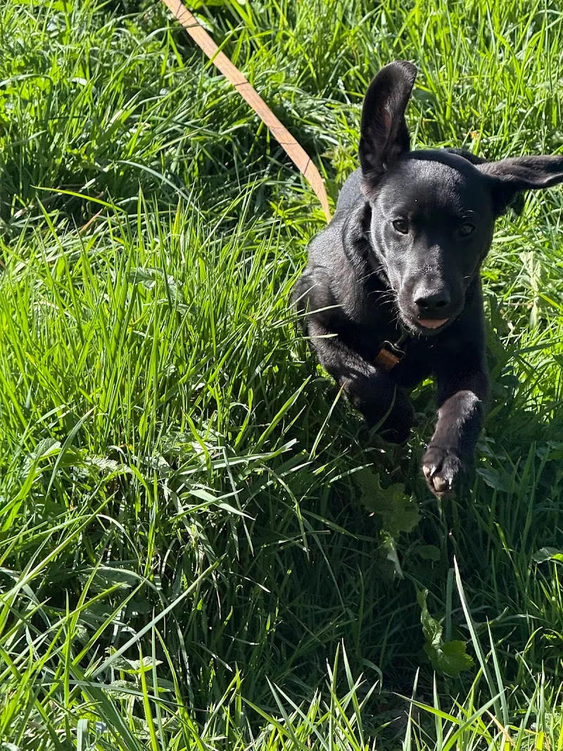 Aunt Sals Dog Boarding