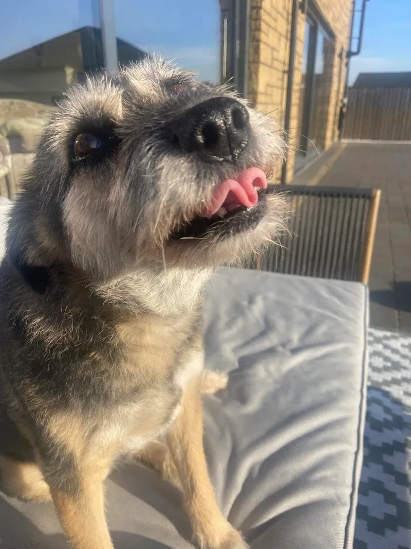 Paw Seasons Resort - Luxury Dog Day Care & Home Boarding Scotland