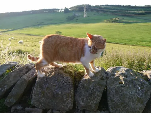 Frankham Fell Boarding Kennels & Cattery