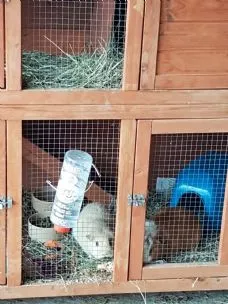 April Cottage Cattery, Ipswich - Photo 2 of 3