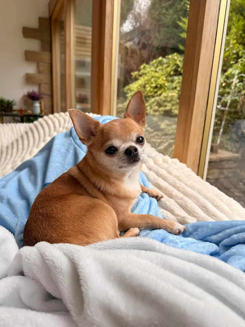 No More Kennels Dog Hotel & Doggy Daycare