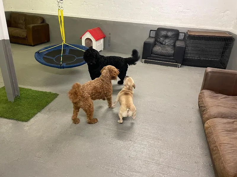 Kail's Tails Dog Daycare