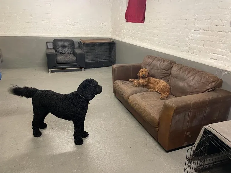 Kail's Tails Dog Daycare