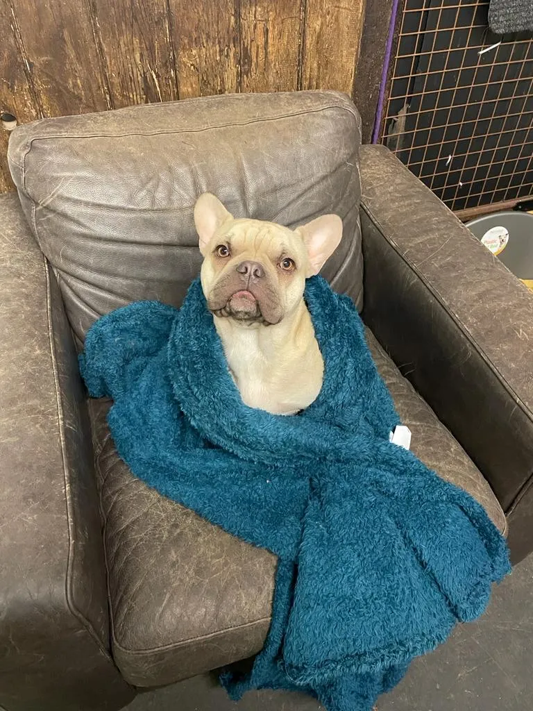 Kail's Tails Dog Daycare