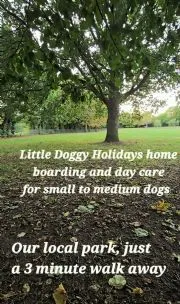 Little Doggy Holidays Dog Home Boarding, Hereford - Photo 1 of 3