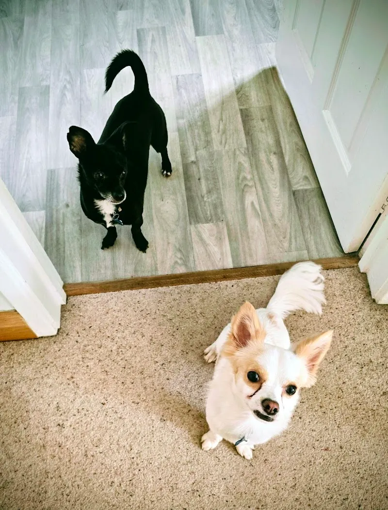 Little Doggy Holidays Dog Home Boarding