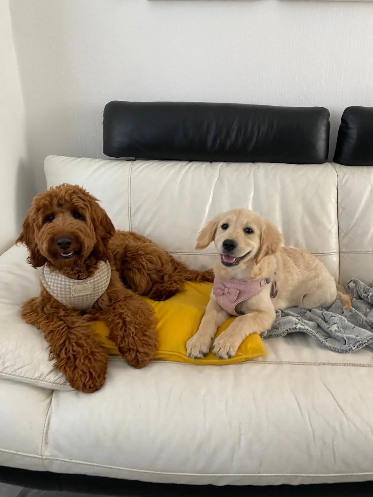 Ashley’s Doggy Daycare & Boarding Dundee, Dundee - Photo 3 of 3