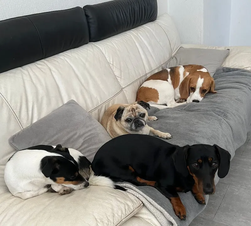 Ashley’s Doggy Daycare & Boarding Dundee