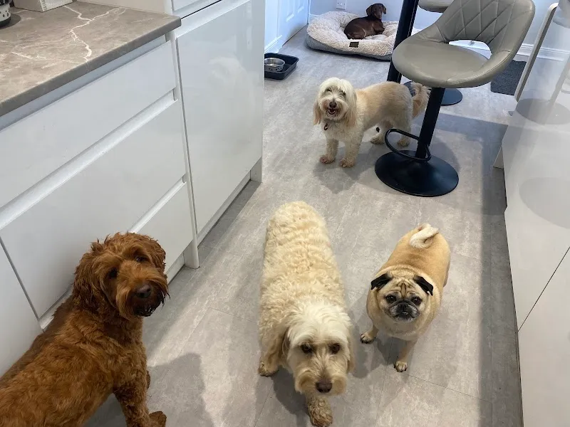 Ashley’s Doggy Daycare & Boarding Dundee