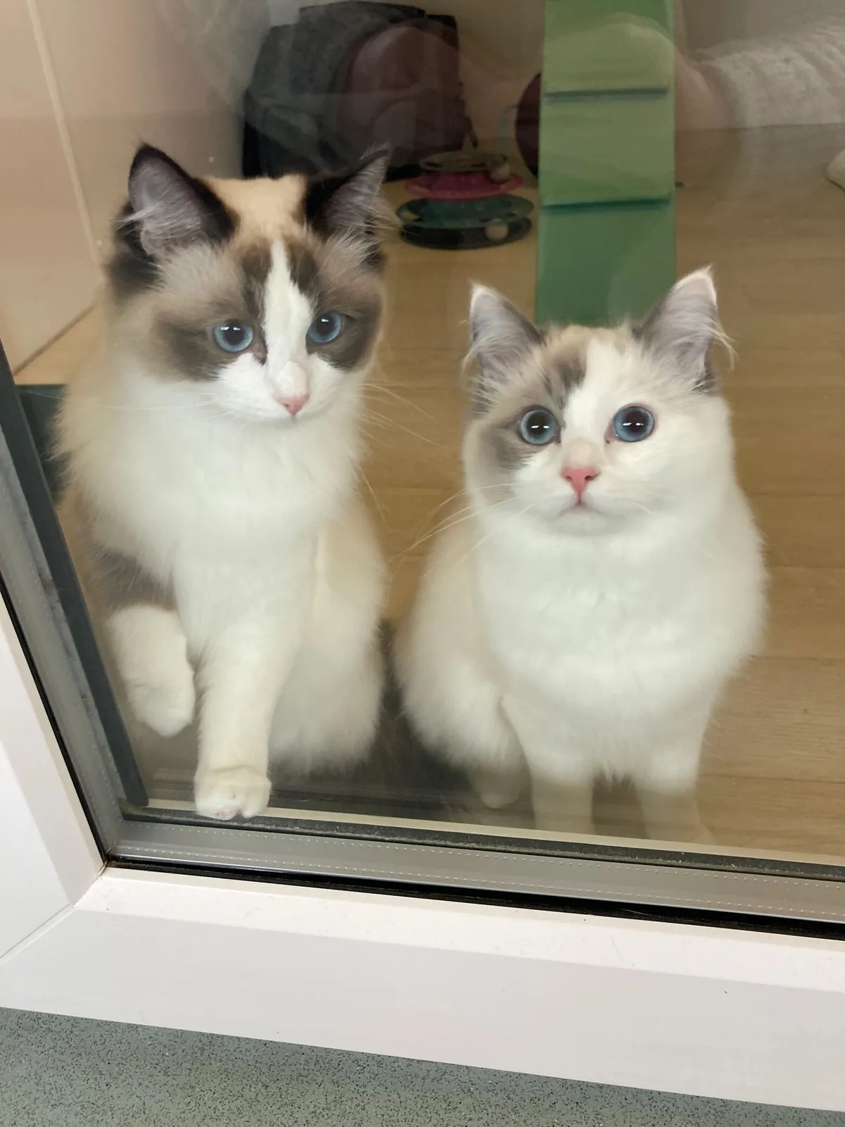 The Cats Whiskers and Small Animal Accommodation @HFH, Newcastle upon Tyne - Photo 2 of 2