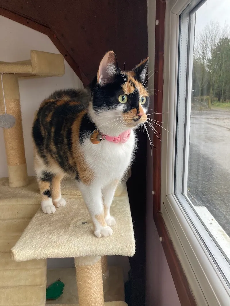 The Cats Whiskers and Small Animal Accommodation @HFH