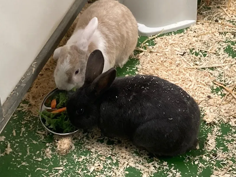 The Cats Whiskers and Small Animal Accommodation @HFH