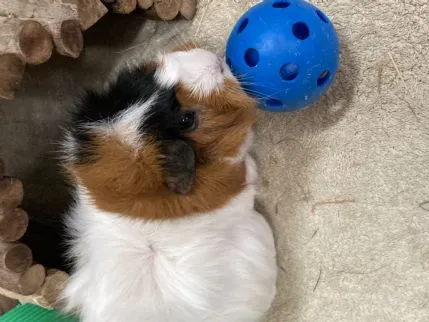 Hopping Holidays, Lee-on-the-solent