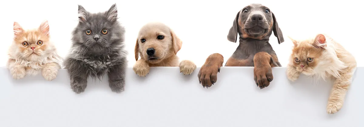 Manston Kennels, Margate - Photo 2 of 2