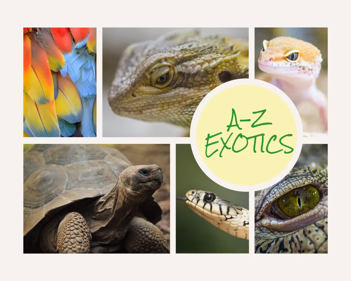A-Z Exotics Pet Boarding, Beverley - Photo 2 of 2
