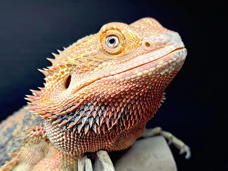 A-Z Exotics Pet Boarding