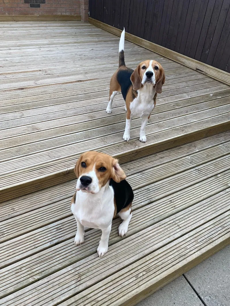 Never Lonely Dog Boarding