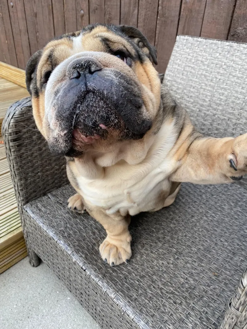 Never Lonely Dog Boarding