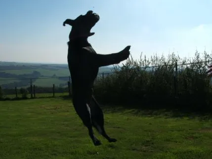Kit Hill Castle Boarding Kennels, Callington - Photo 1 of 4