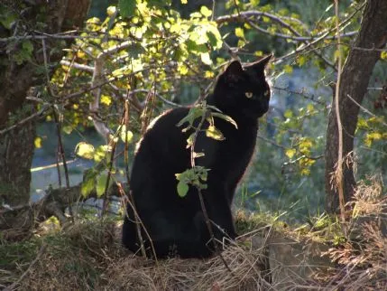 Kit Hill Castle Boarding Kennels, Callington - Photo 2 of 4