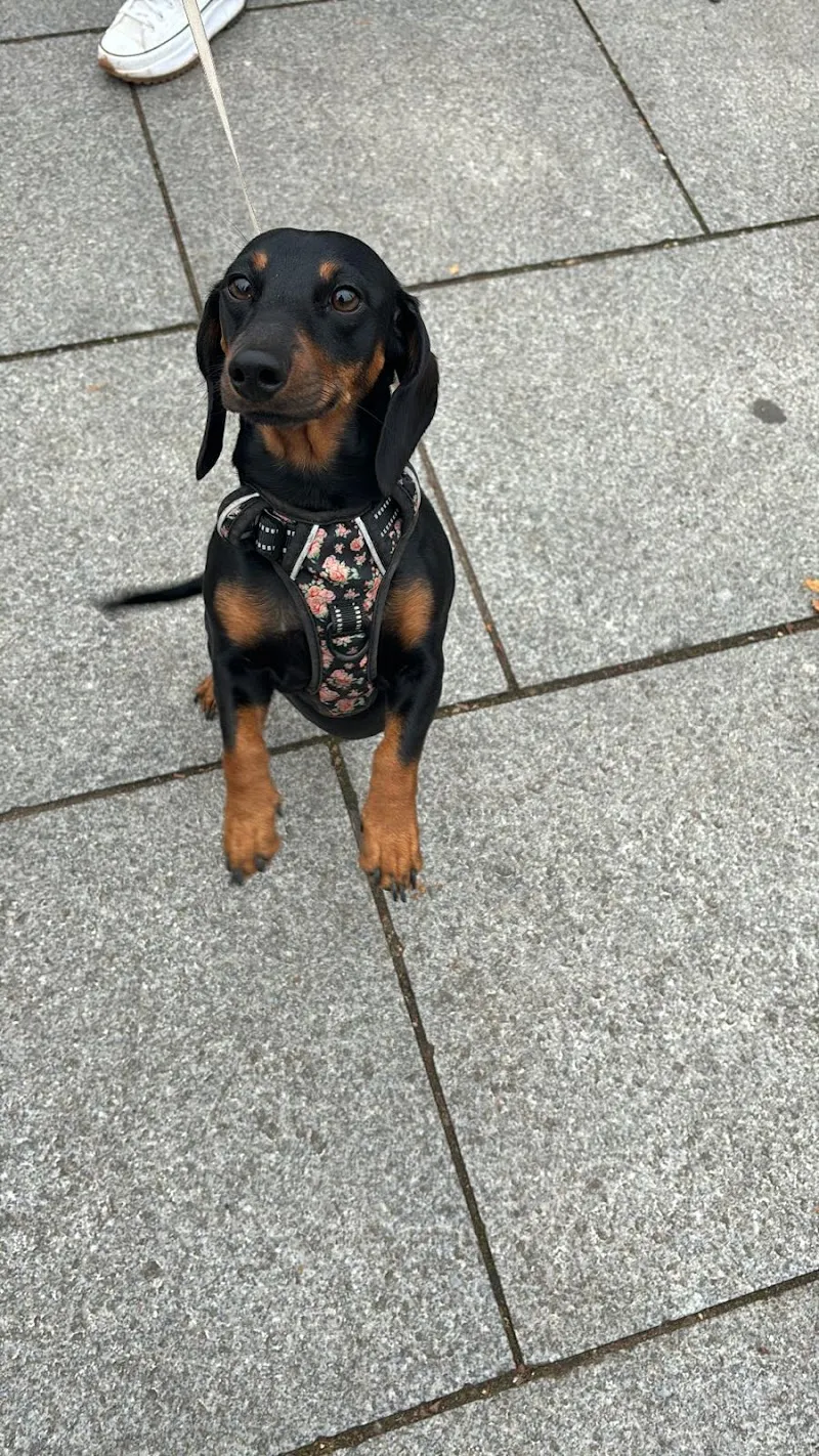 One 2 one home dog boarding