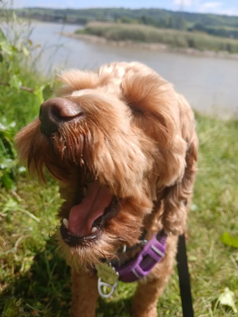 One 2 one home dog boarding