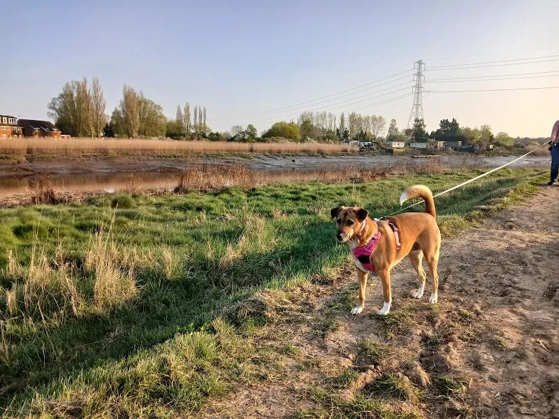 One 2 one home dog boarding