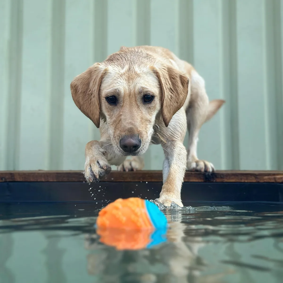 Pooch's Yard - Doggy Day Care / Creche, Thetford - Photo 2 of 3