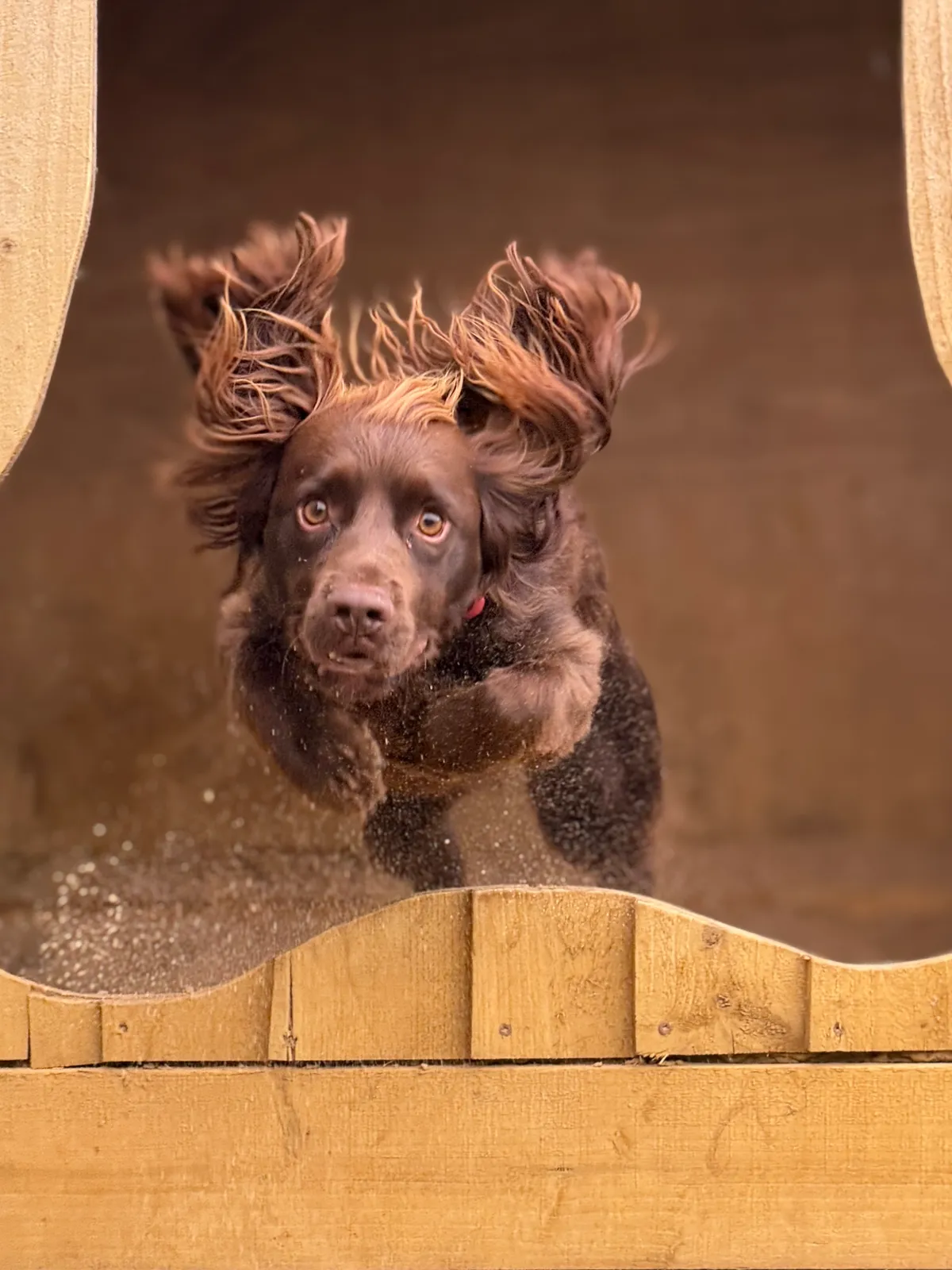 Pooch's Yard - Doggy Day Care / Creche, Thetford - Photo 3 of 3