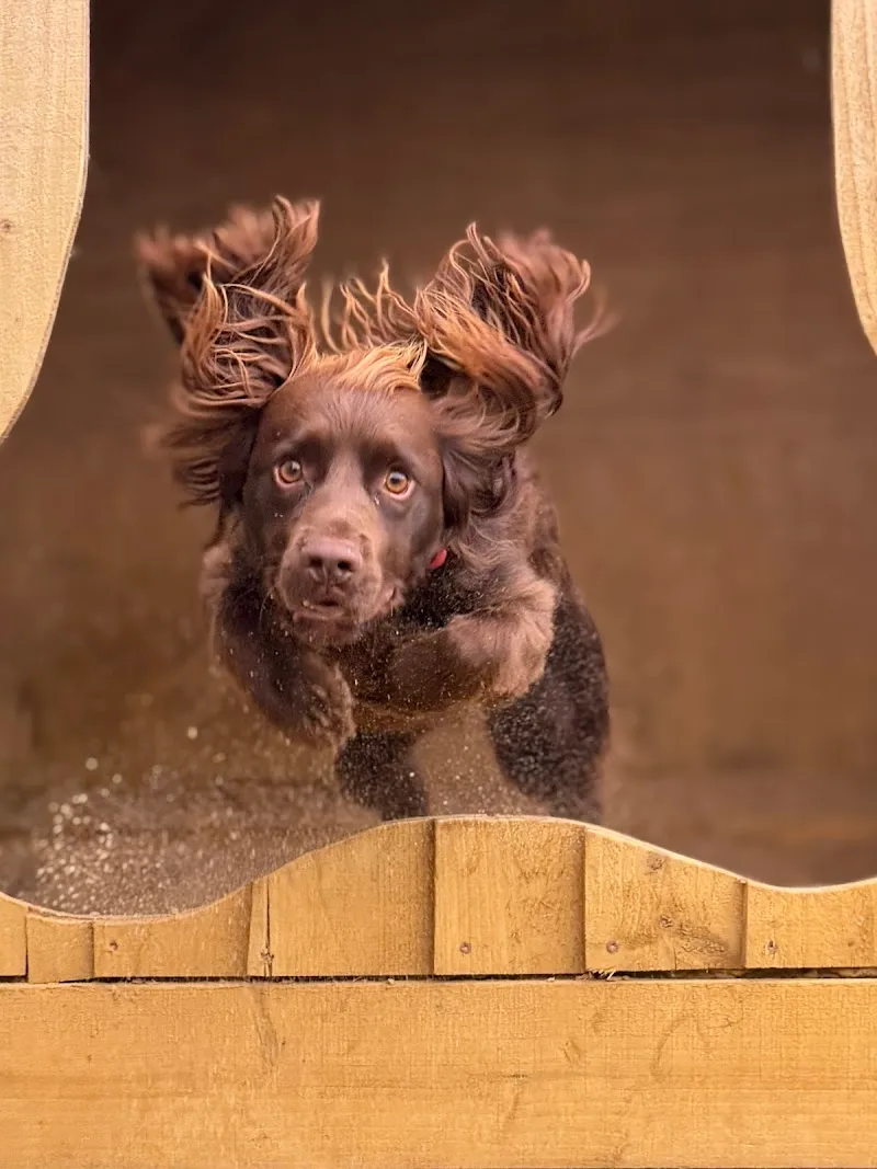 Pooch's Yard - Doggy Day Care / Creche