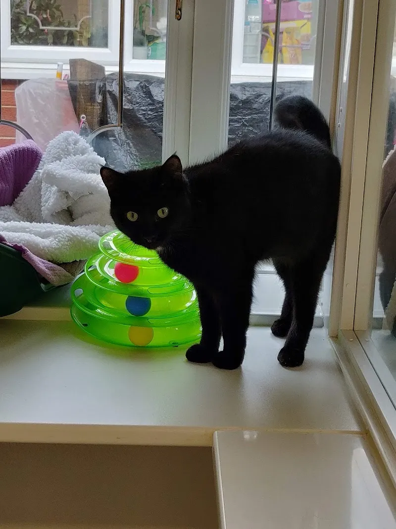 Tabbycats Pethotel Redditch