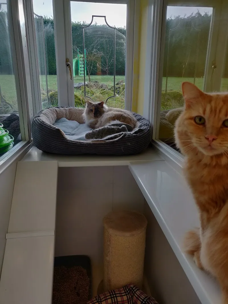 Tabbycats Pethotel Redditch