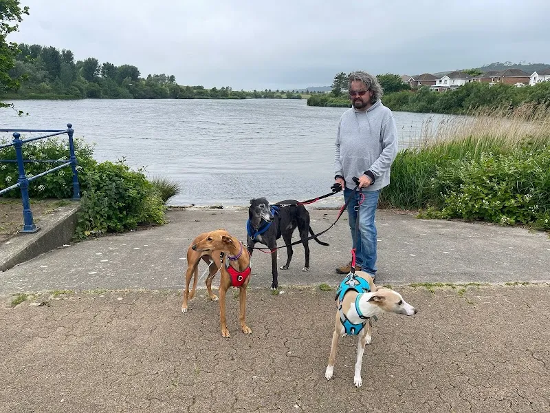 Hound Minded Sighthound Hotel