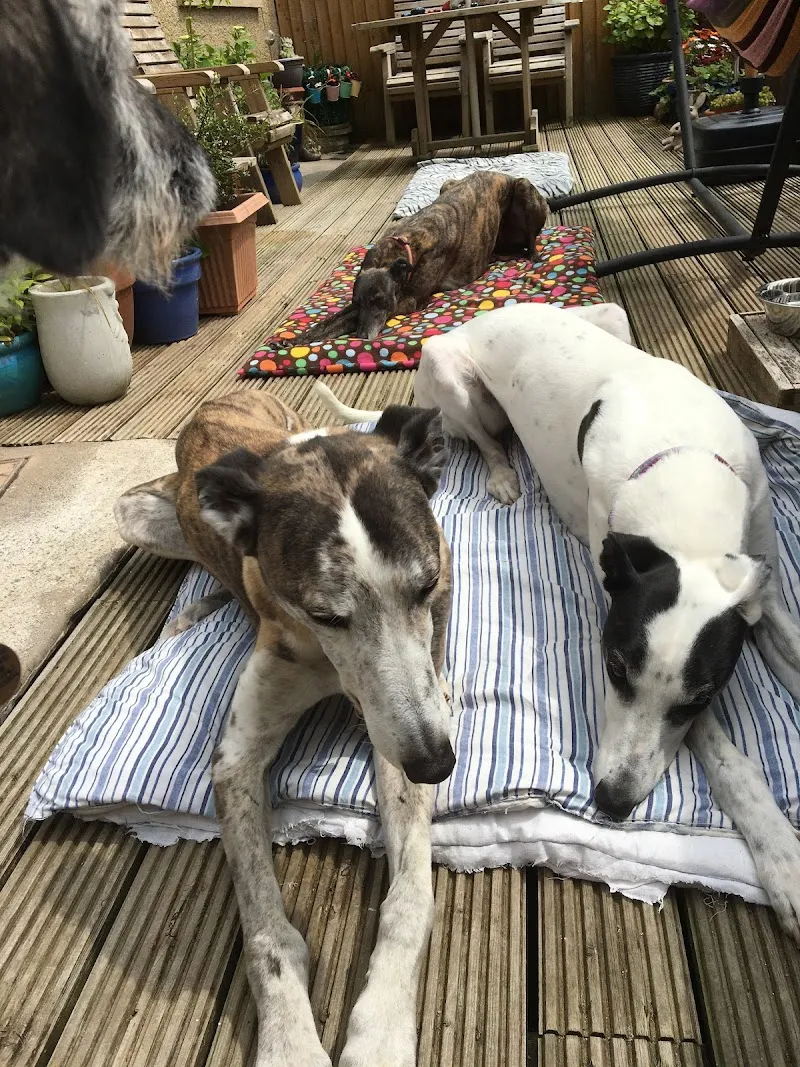 Hound Minded Sighthound Hotel