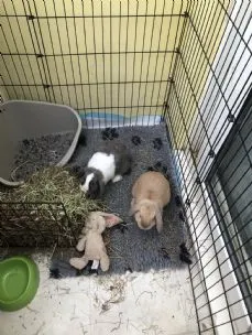 Happy Hoppers Pet Boarding & Care, Redditch - Photo 1 of 3