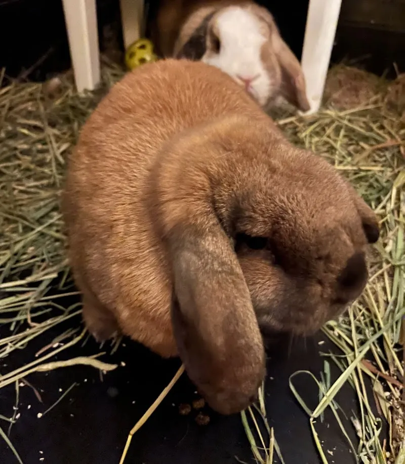 Happy Hoppers Pet Boarding & Care