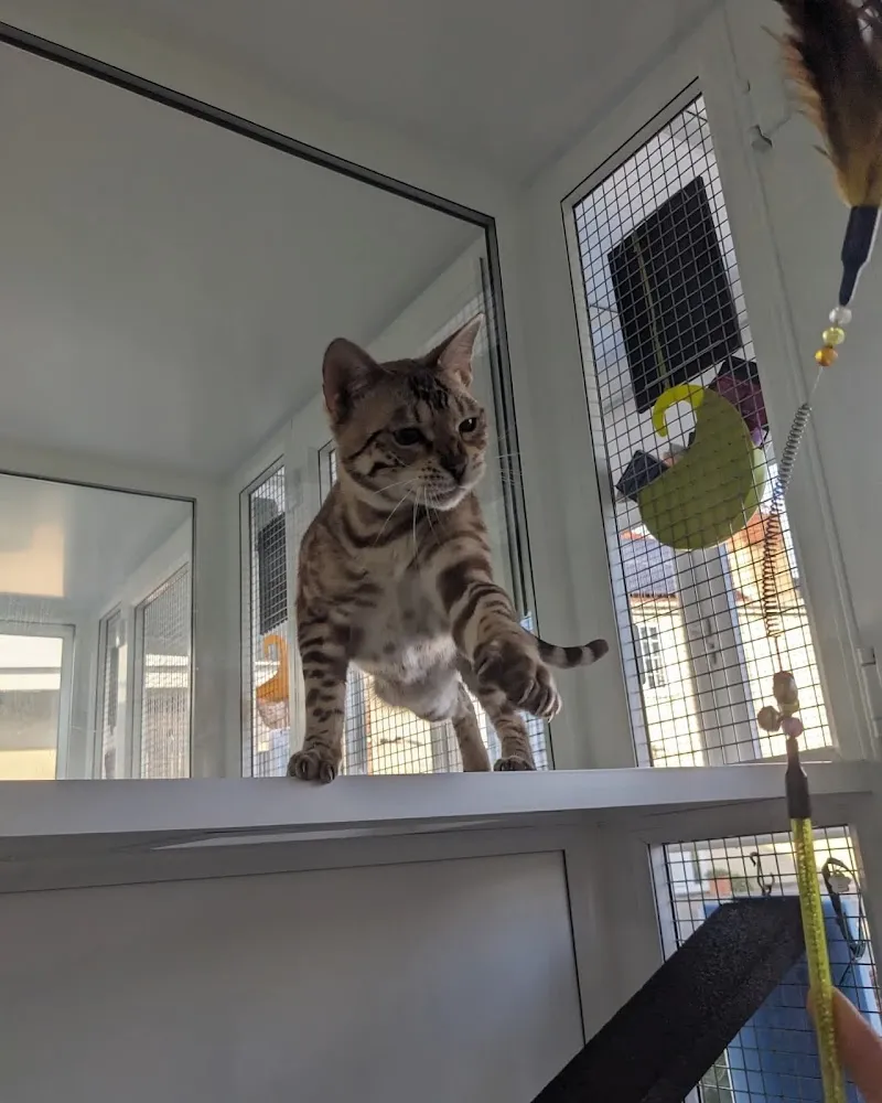 The Cattery @ Cherry Tree Farm