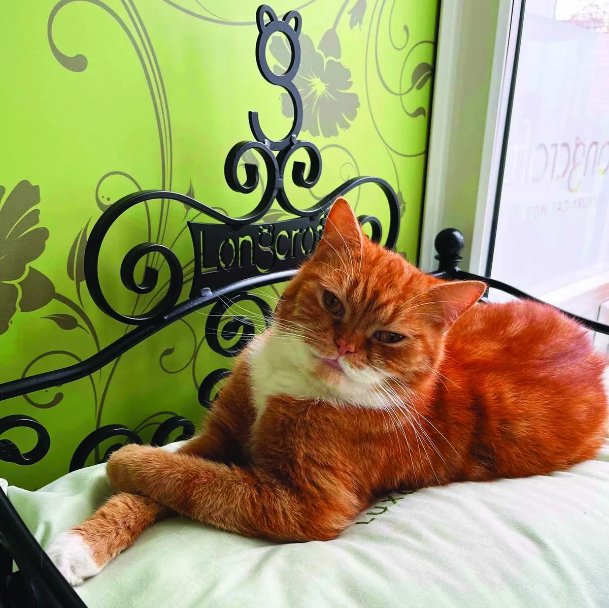 Longcroft Luxury Cat Hotel East Barnet, Barnet - Photo 2 of 2