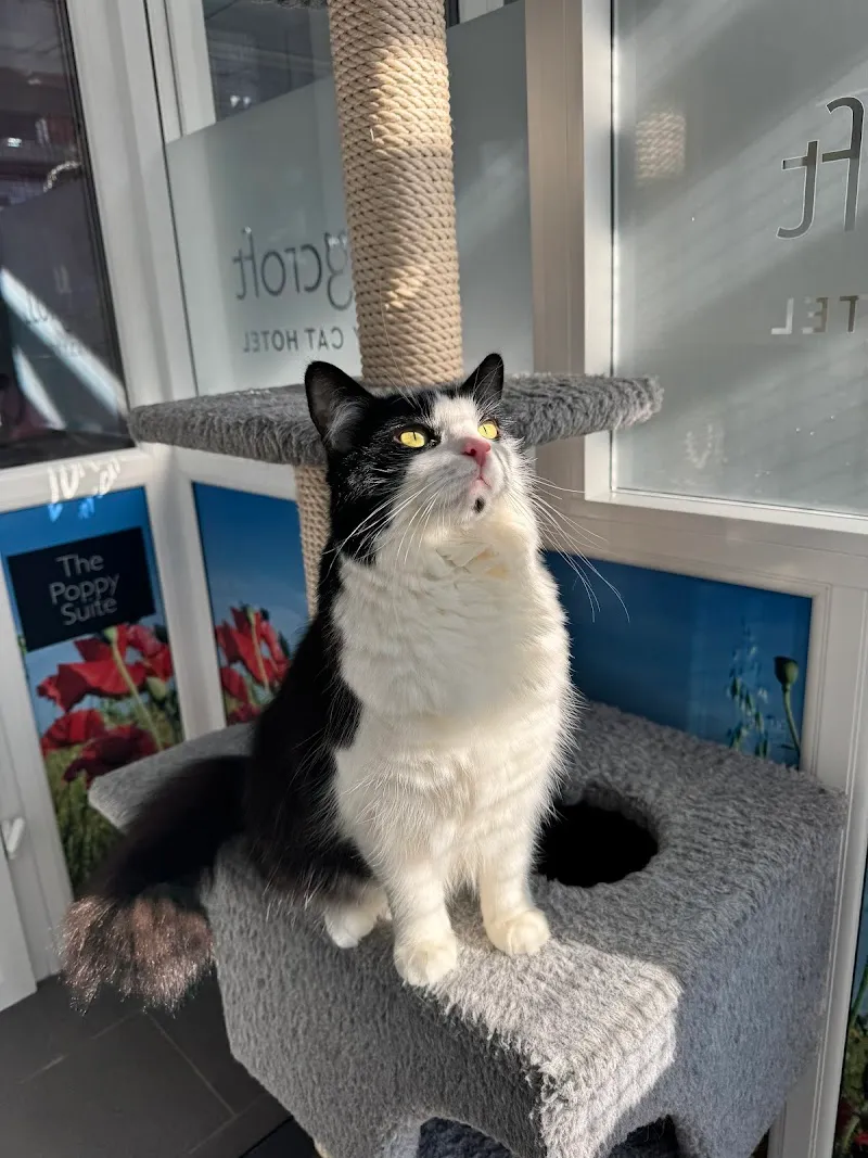 Longcroft Luxury Cat Hotel East Barnet