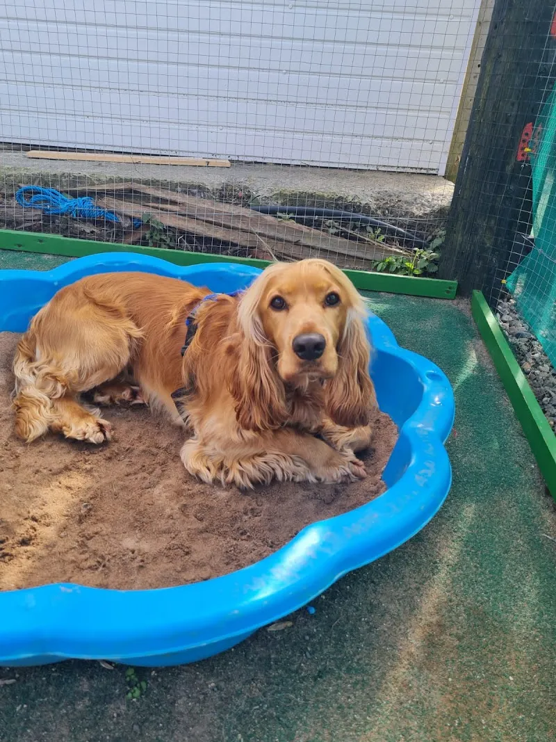 Stirling Dog Behavioural Centre