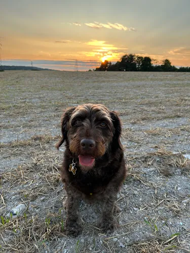 The Salisbury Dog Retreat, Salisbury