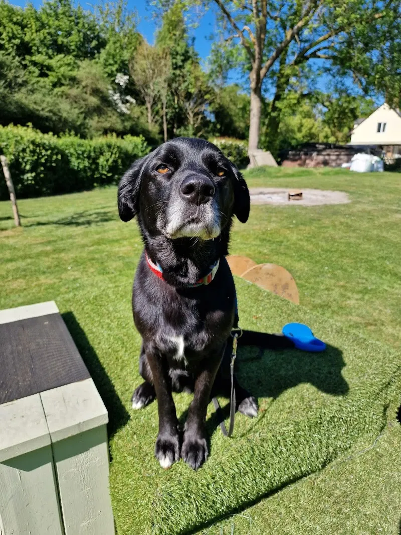 Copdock Kennels & Boarding Cattery