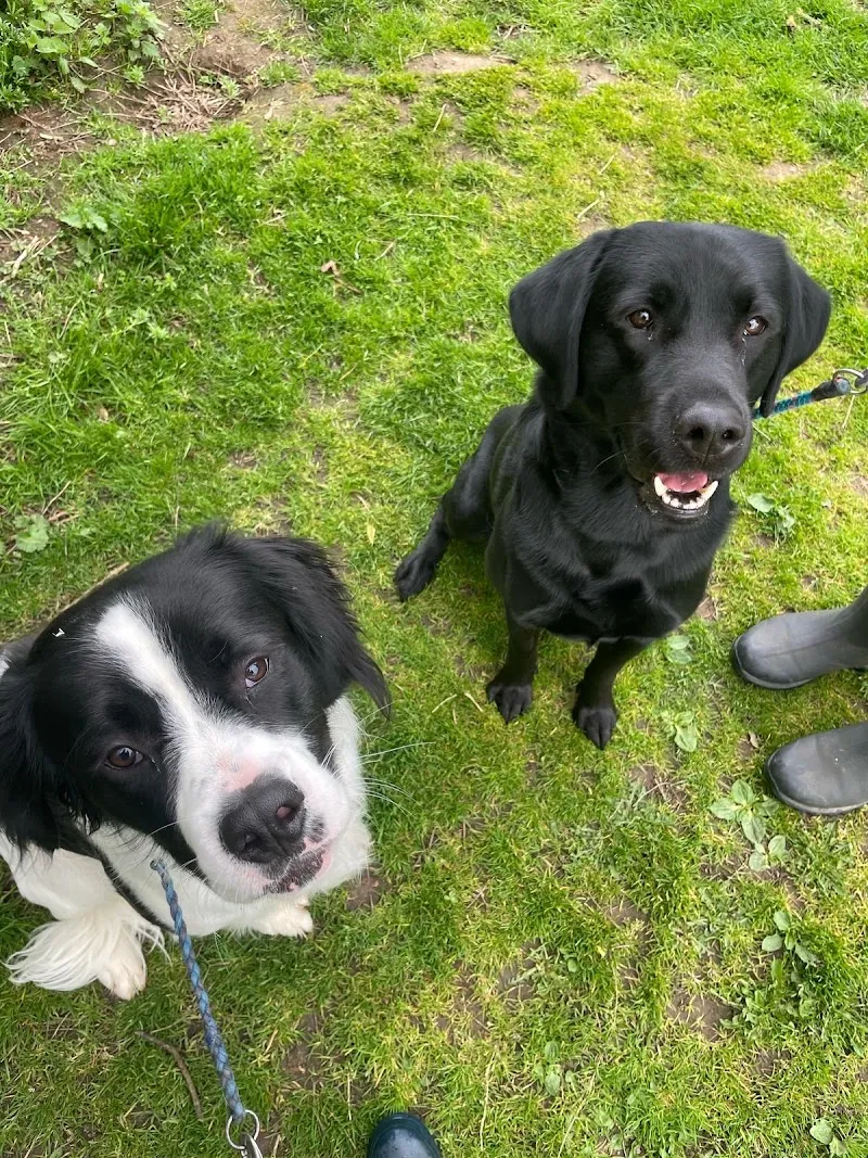 Copdock Kennels & Boarding Cattery