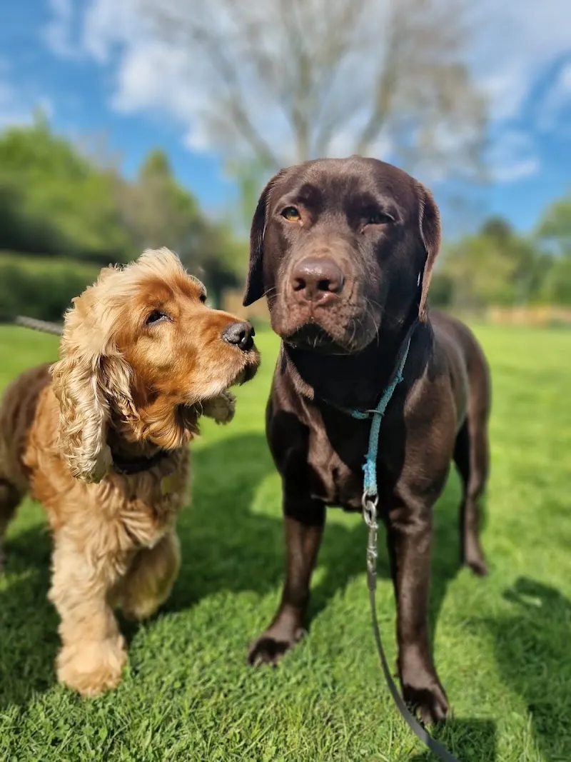 Copdock Kennels & Boarding Cattery