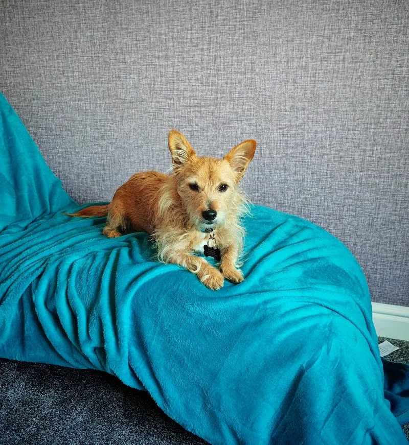 Haydens Home Dog Boarding - Telford