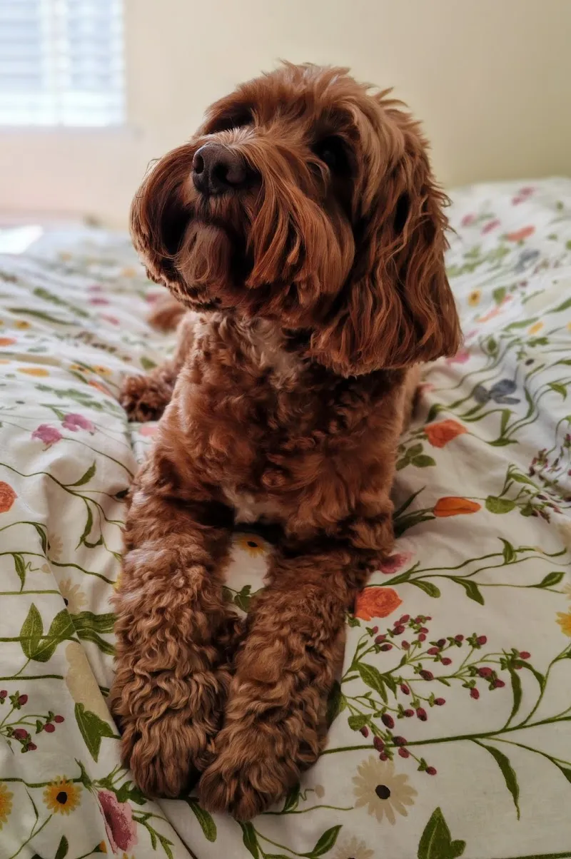 Haydens Home Dog Boarding - Telford