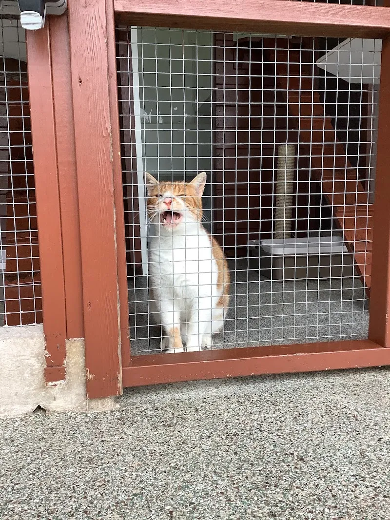 Maidenlands Cattery